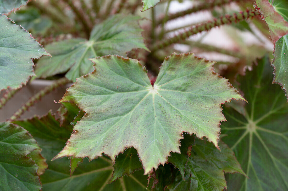 Immense begonia, (Begonia ricinifolia), detail