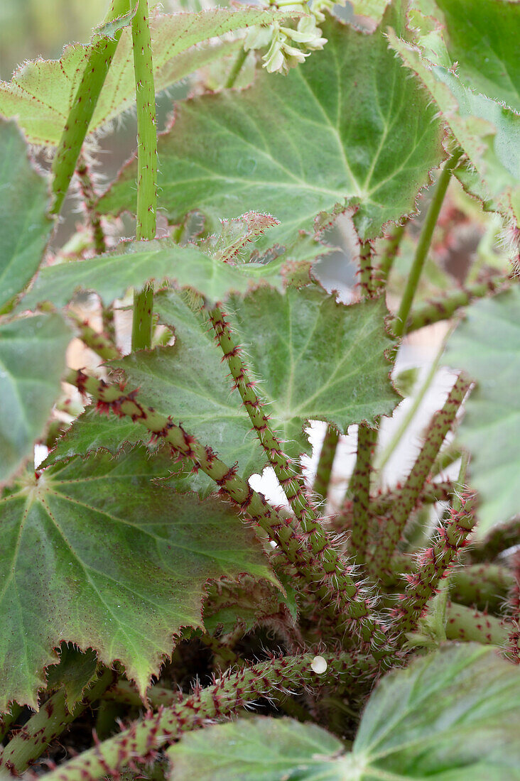 Bronze-leaf begonia, (Begonia ricinifolia), detail
