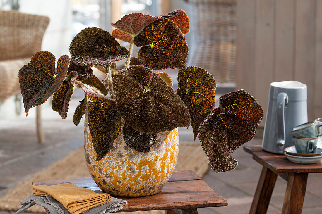 Iron cross begonia (Begonia masoniana) in a pot