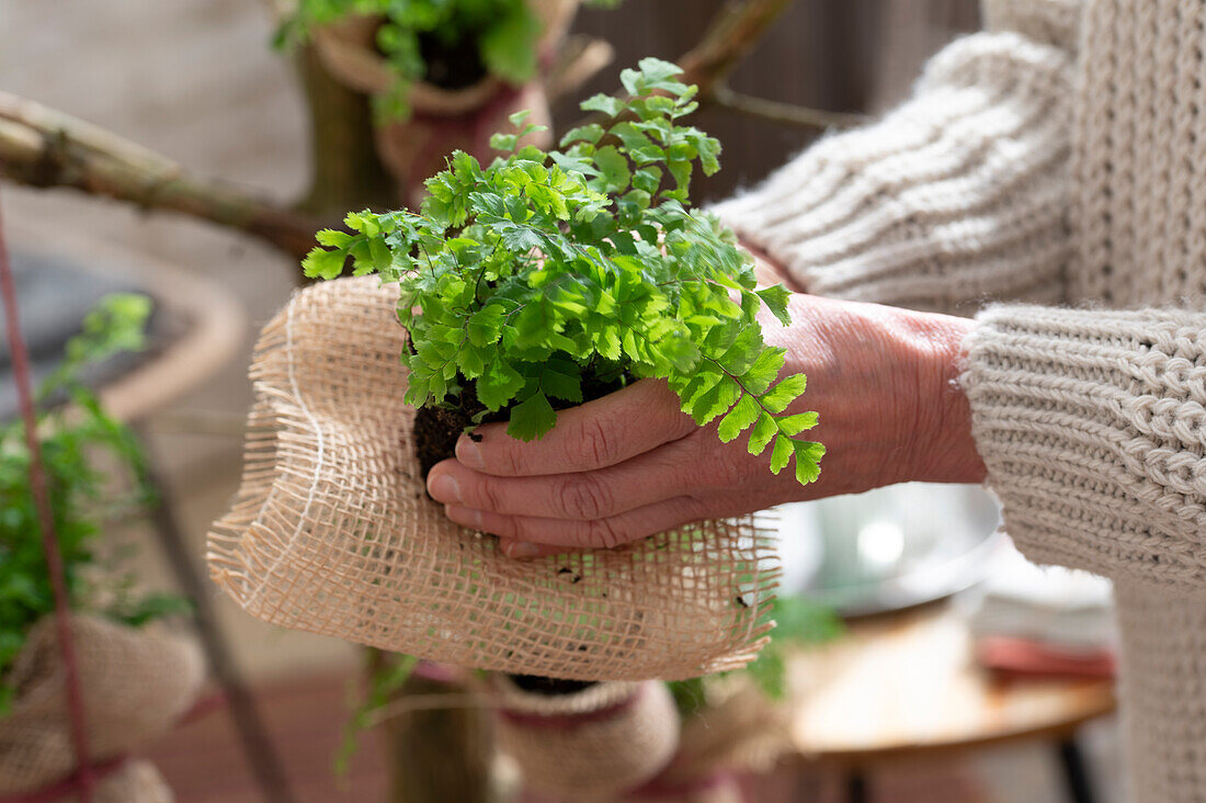 Wrap maidenhair fern in jute style Kokedama