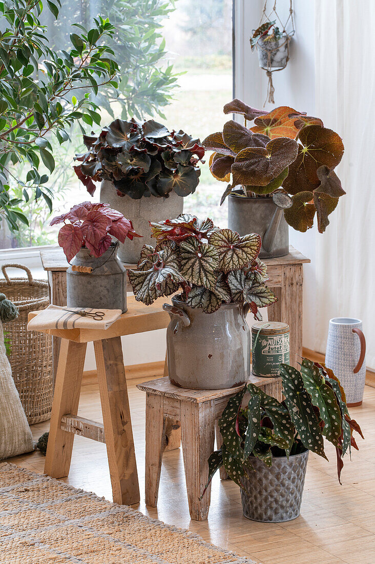 Trout begonia, and various leaf begonias in pots as indoor decoration