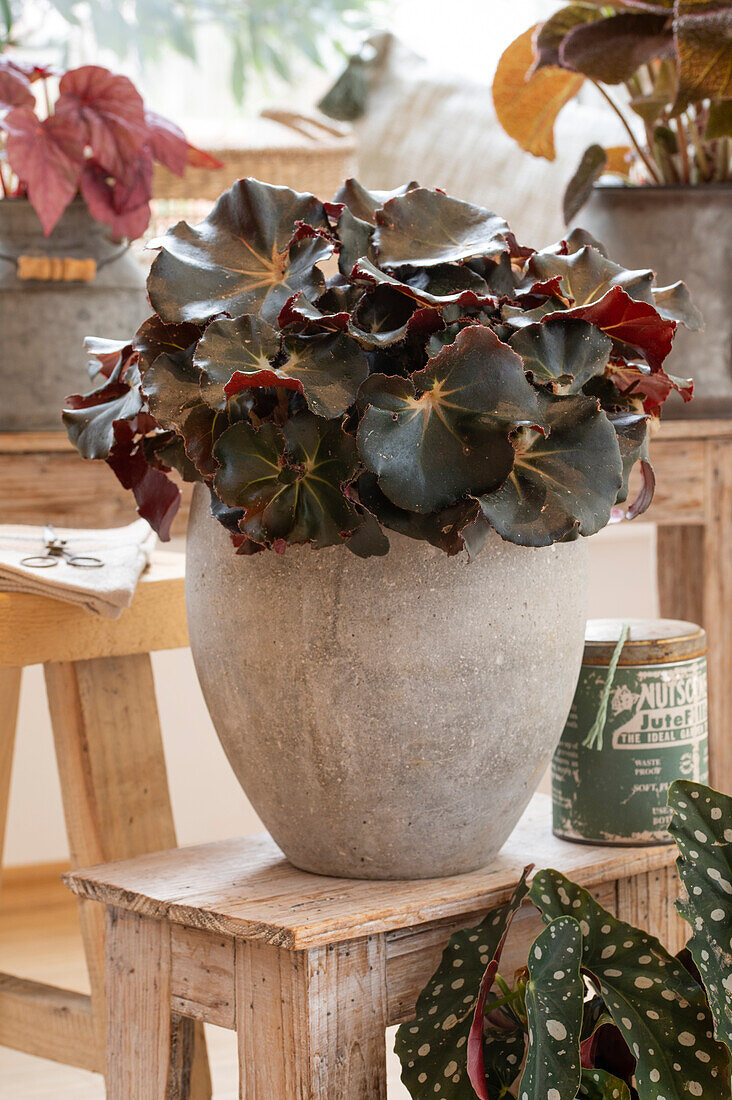 Beefsteak Begonie, Blattbegonie (Begonia erytrophylla)