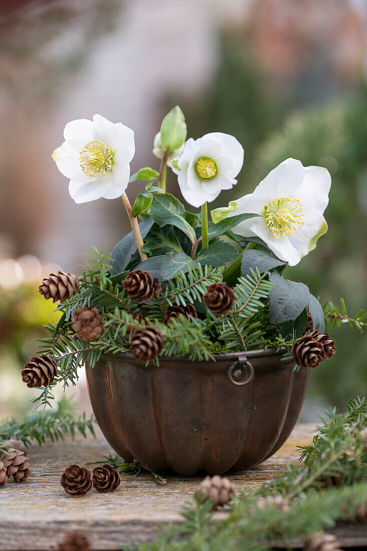 Christrosen, (Helleborus Niger) in Kuchenform, Hemlocktannenzweige (Tsuga) und Tannenzapfen, Dekoration