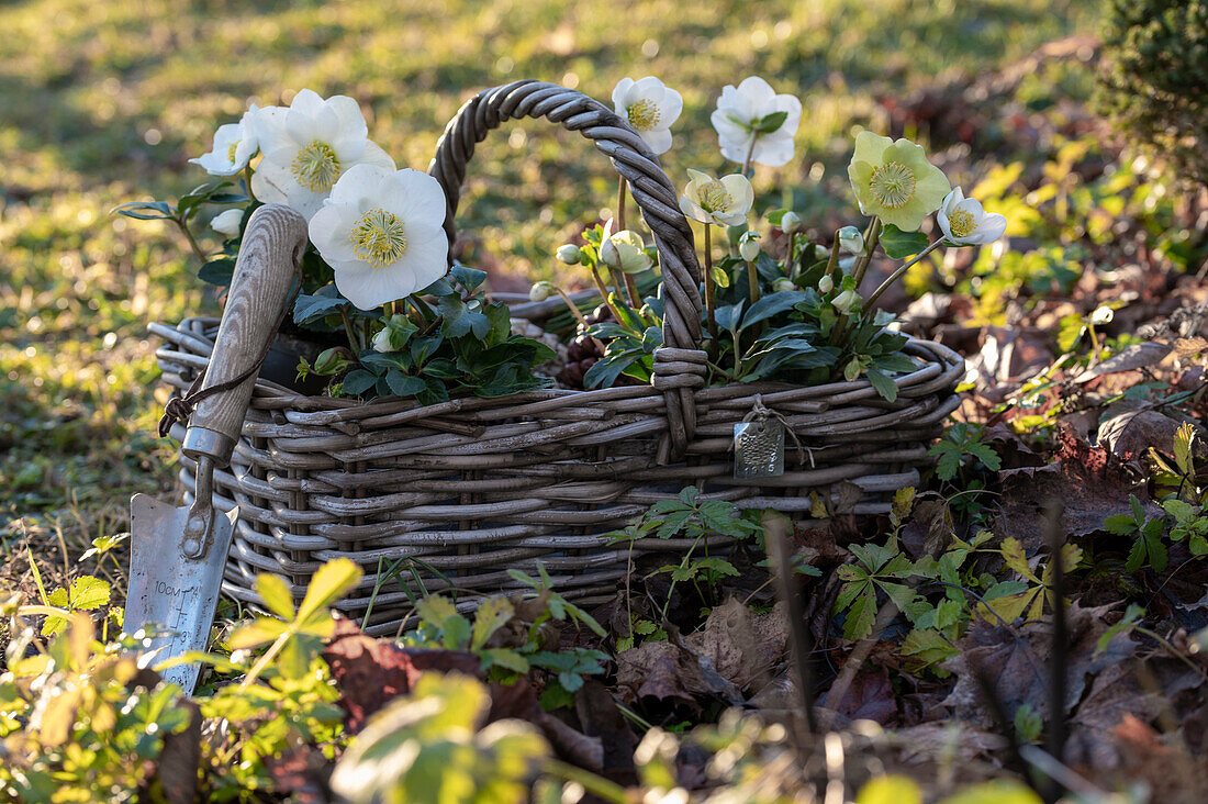 Christrosen, (Helleborus Niger) in Blumenkorb im Garten, Gartendeko