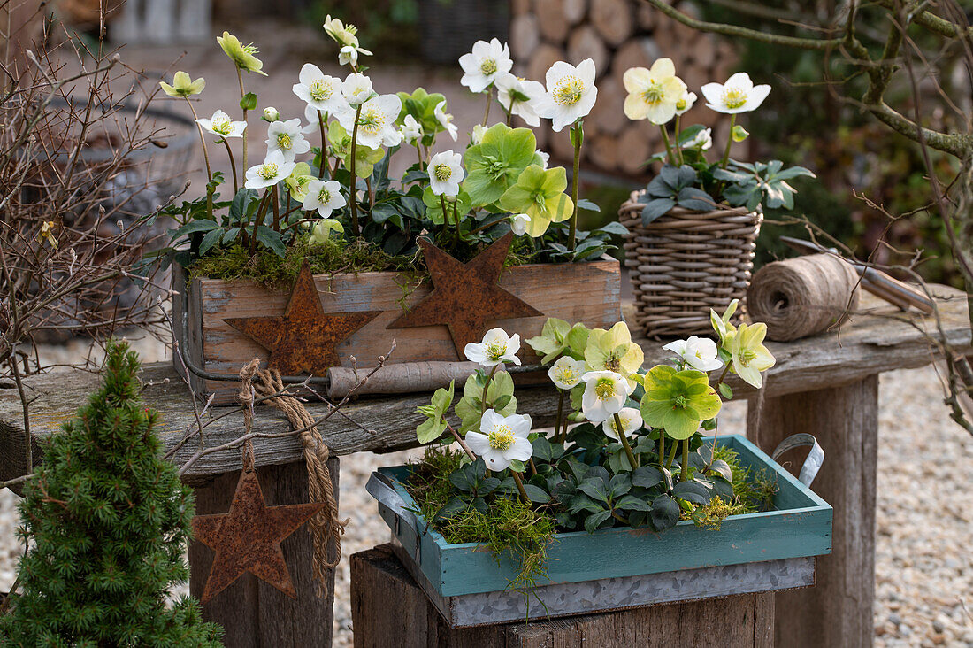 Christmas roses in flower pots, (Helleborus Niger), white spruce, Christmas decoration