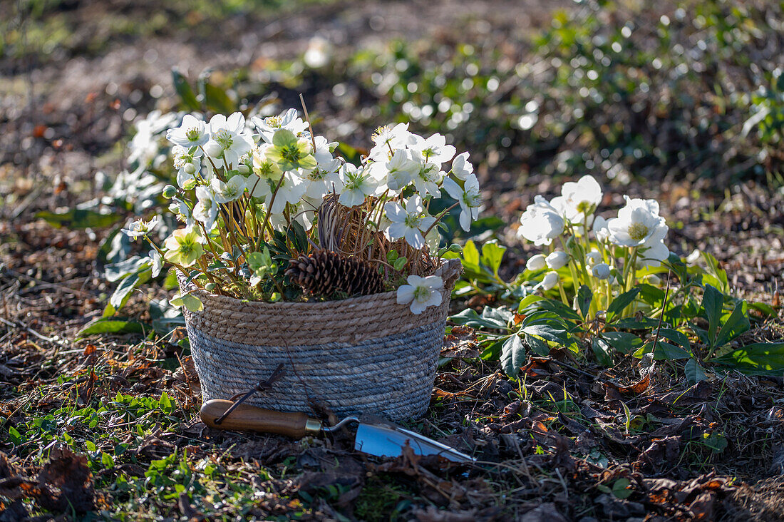 Christrose in Blumentopf, (Helleborus Niger), im Garten