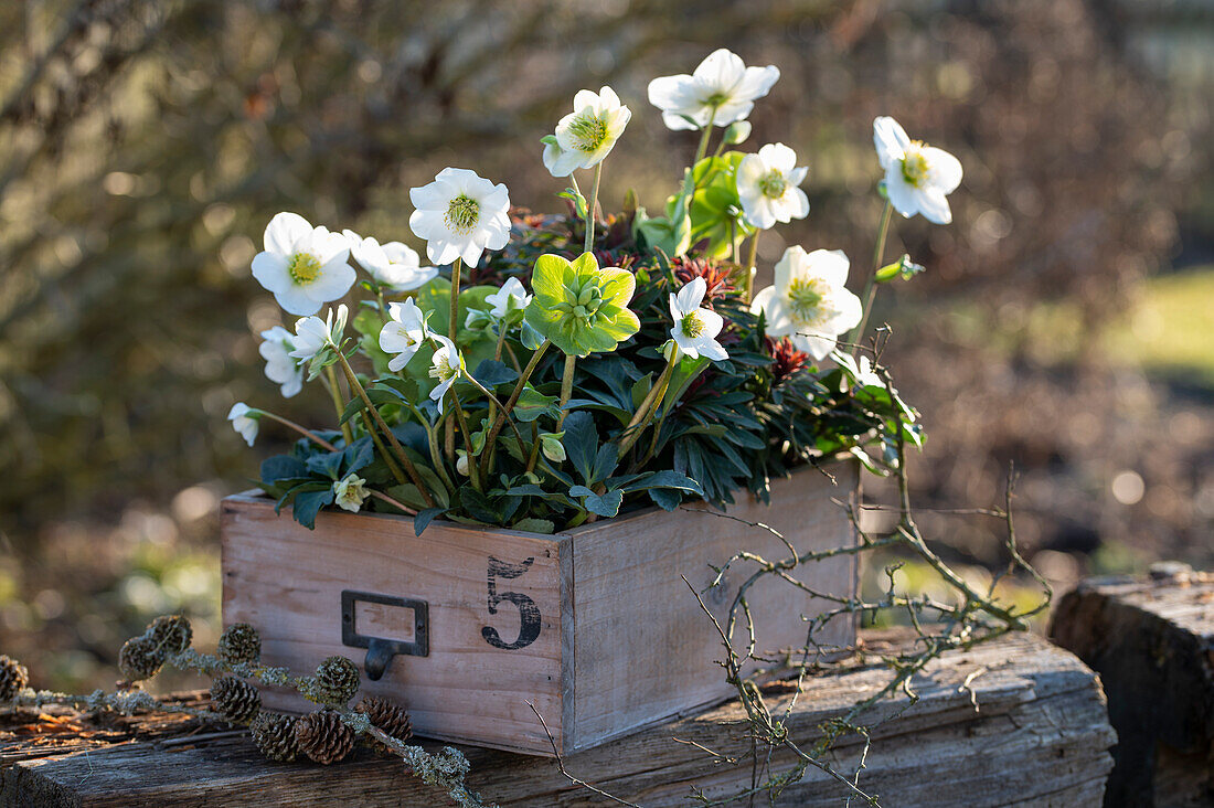 Christmas rose in a wooden crate, (Helleborus Niger)