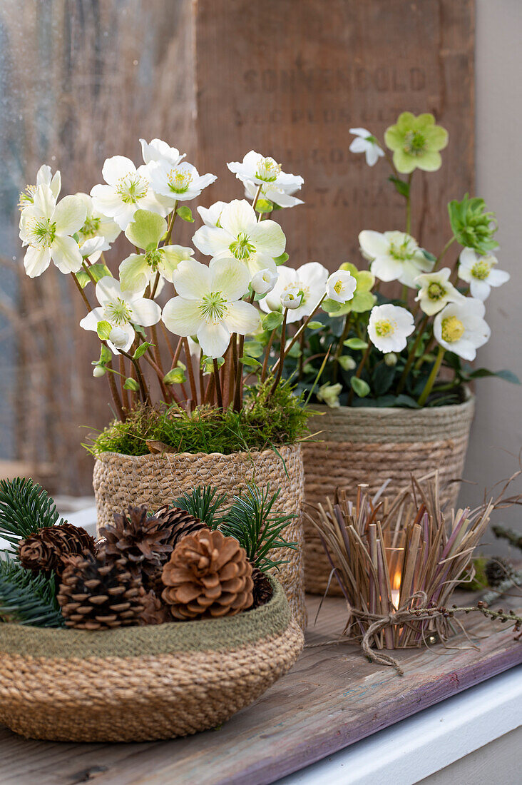 Christrose im Topf und Tannenzapfen, (Helleborus niger), Fensterdekoration