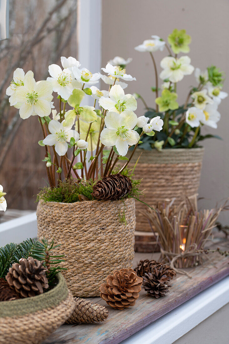 Christmas rose in pot and pine cone, (Helleborus niger), window decoration