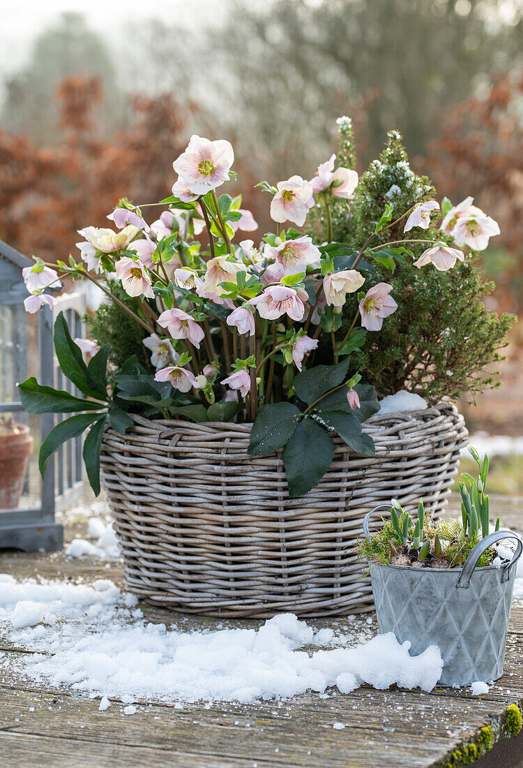 Lenzrosen im Topf (Helleborus orientalis) mit Schnee