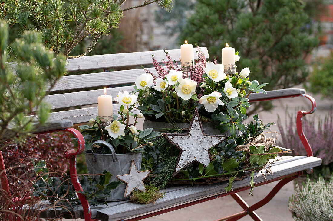 Christrosen (Helleborus niger) und Knospenheide (Calluna) in Töpfen, mit Kerzen auf Gartenbank, Weihnachtsdekoration