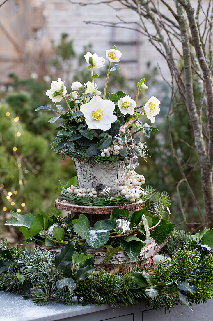 Etagere made of wooden discs with Christmas roses (Helleborus niger) fir branches, ivy (Hedera), snowberry (Symphoricarpos) Christmas decoration