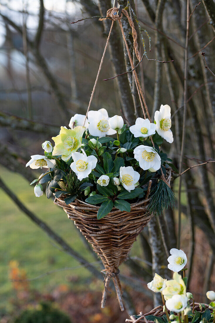 Christmas roses (Helleborus niger) in a wicker hanging basket