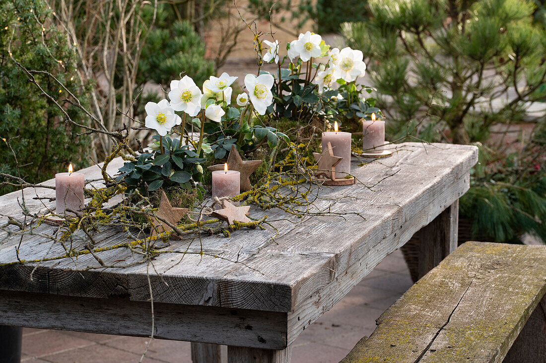 Tischdekoration mit Christrosen, (Helleborus Niger) in Moos umwickelte Töpfe, Zweige, Sterne und Kerzen