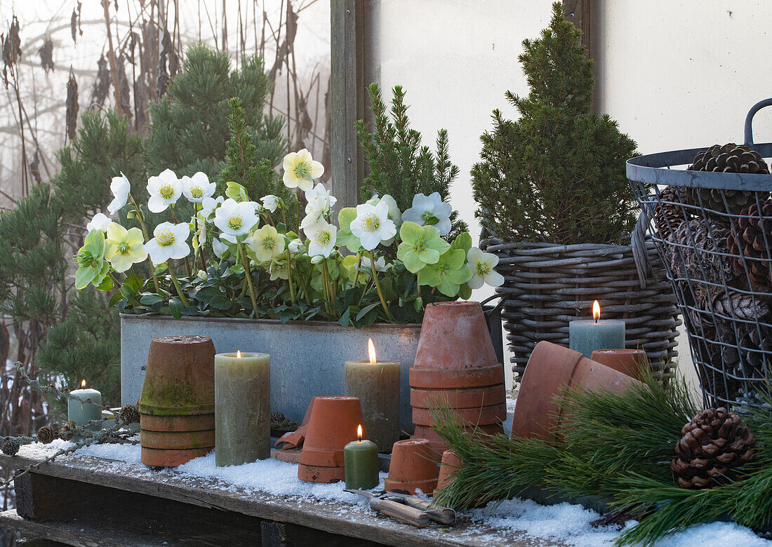 Christrosen (Helleborus Niger), Zuckerhutfichte (Picea glauca) und Kerzen auf Holztisch im Winter