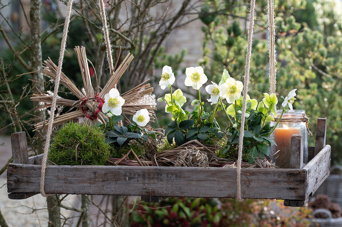Hängendes Pflanzentablett mit Christrose (Helleborus niger), Mooskugel, Strohstern und Windlicht