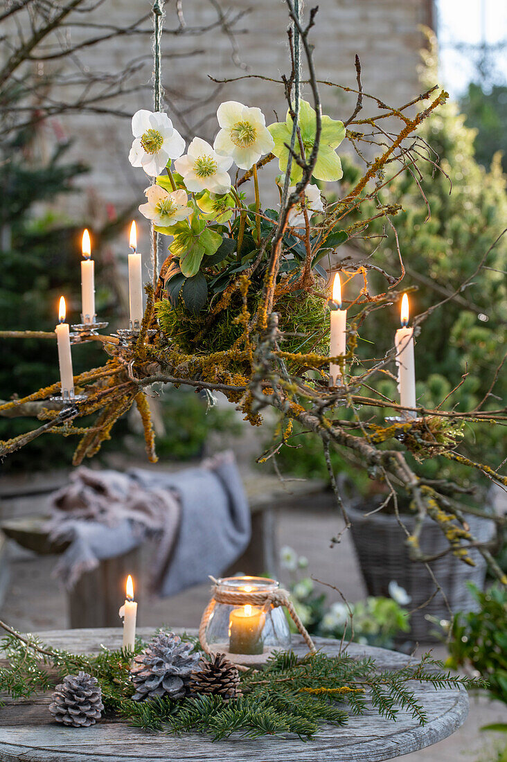 Hanging candleholder with Christmas roses (Helleborus niger), moss, cones and lantern