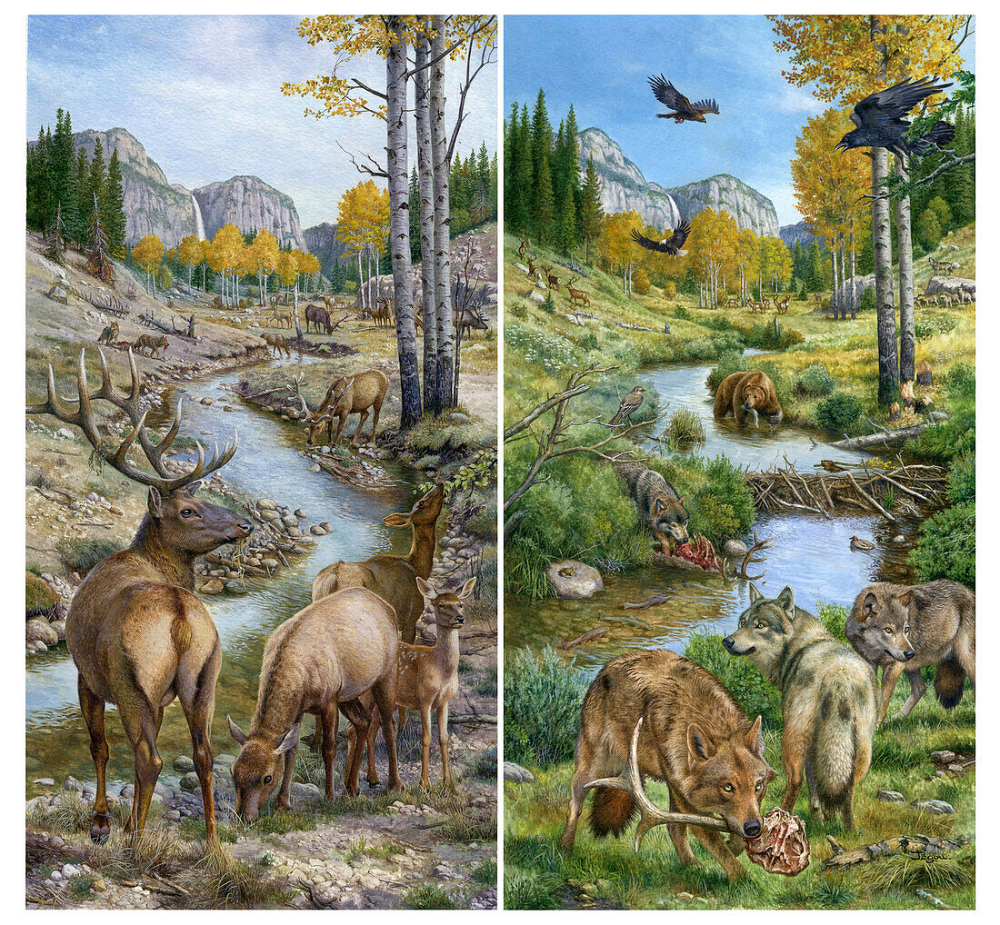 Reintroduction of Yellowstone wolves, illustration
