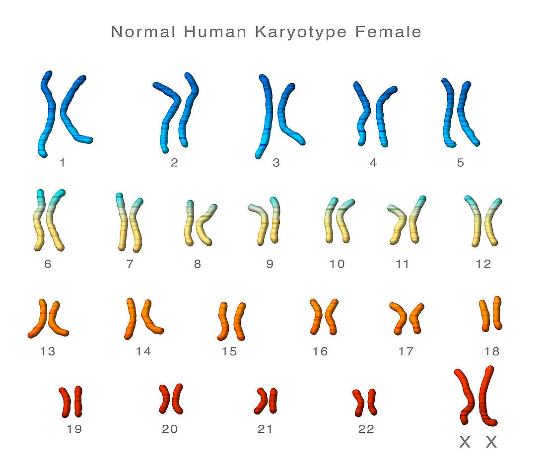 Normal female karyotype, illustration