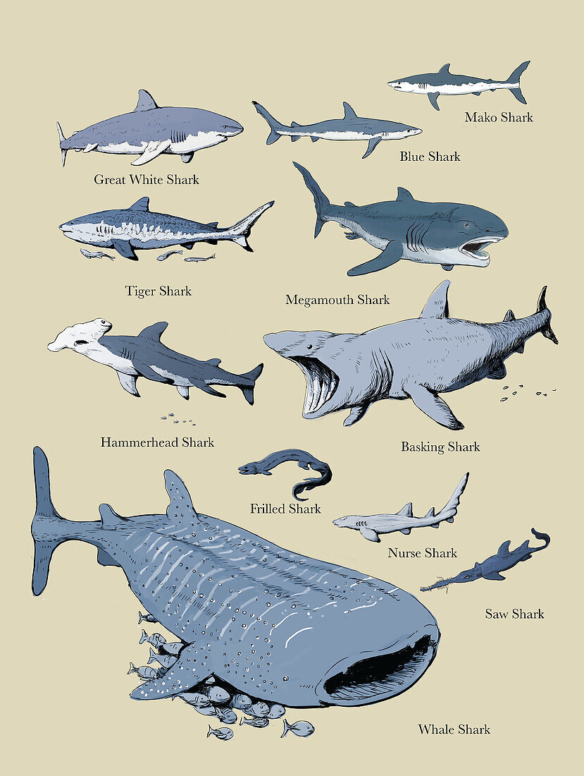 Shark chart, illustration