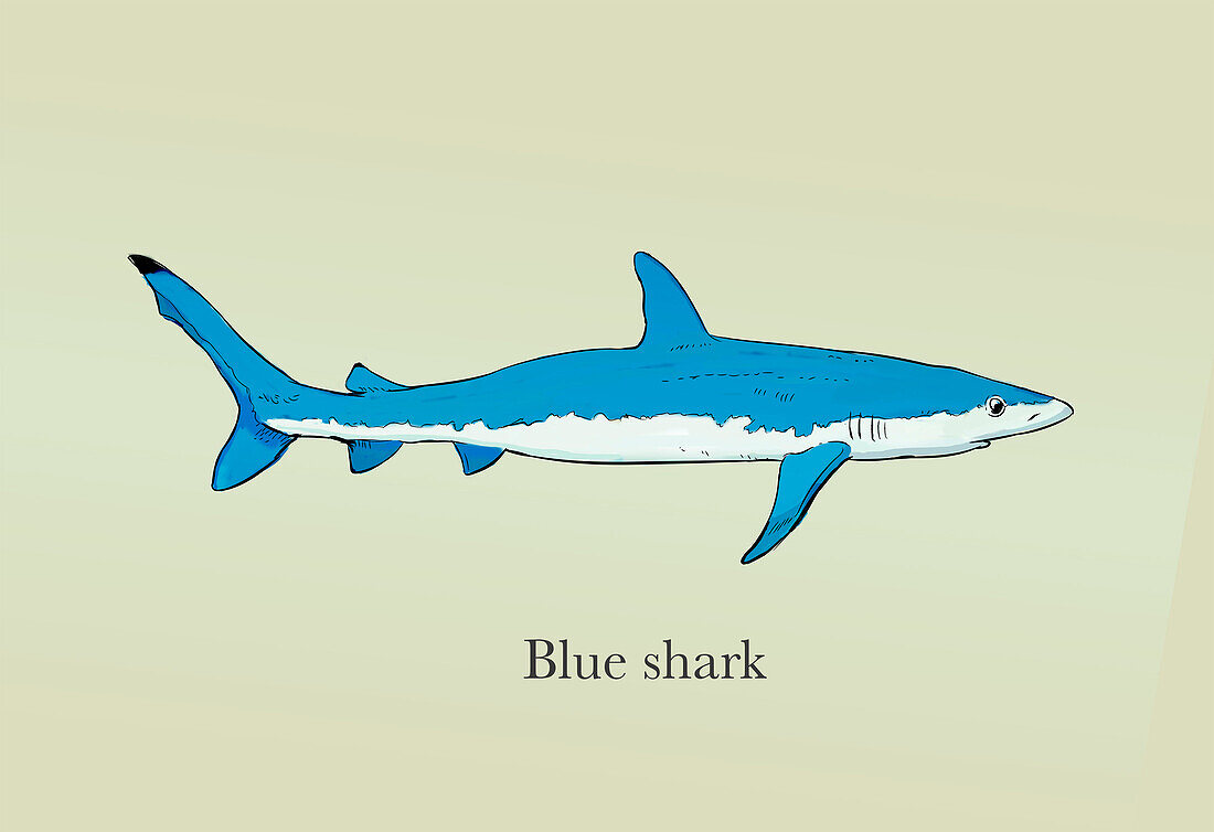 Blue shark, illustration