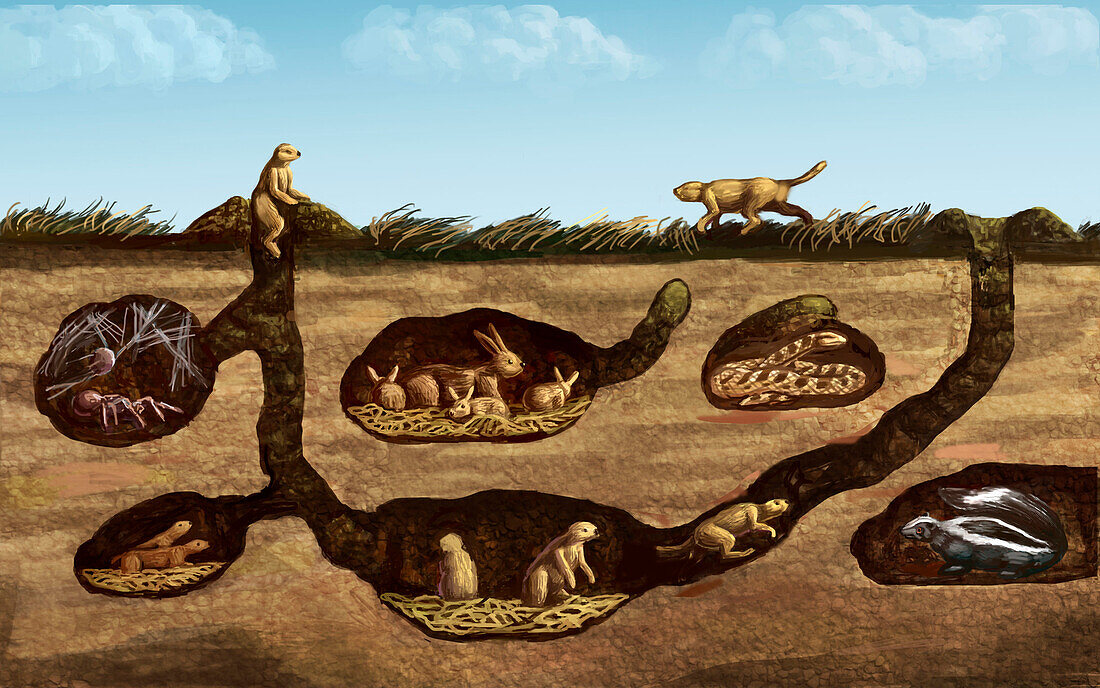 Prairie animals, illustration