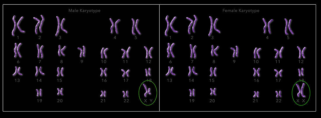 Normal female and male karyotype, illustration