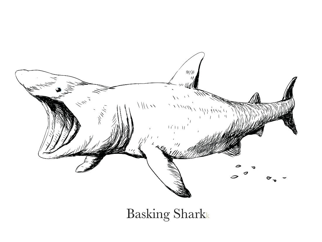 Basking shark, illustration