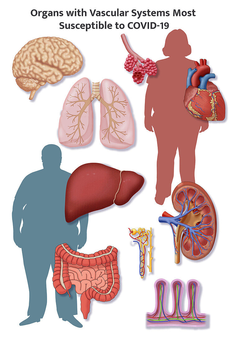 Organs with delicate vascular systems, illustration