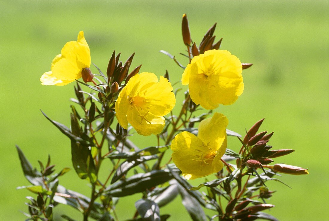 Nachtkerze, Zweige mit Blättern & Blüten (aussen)