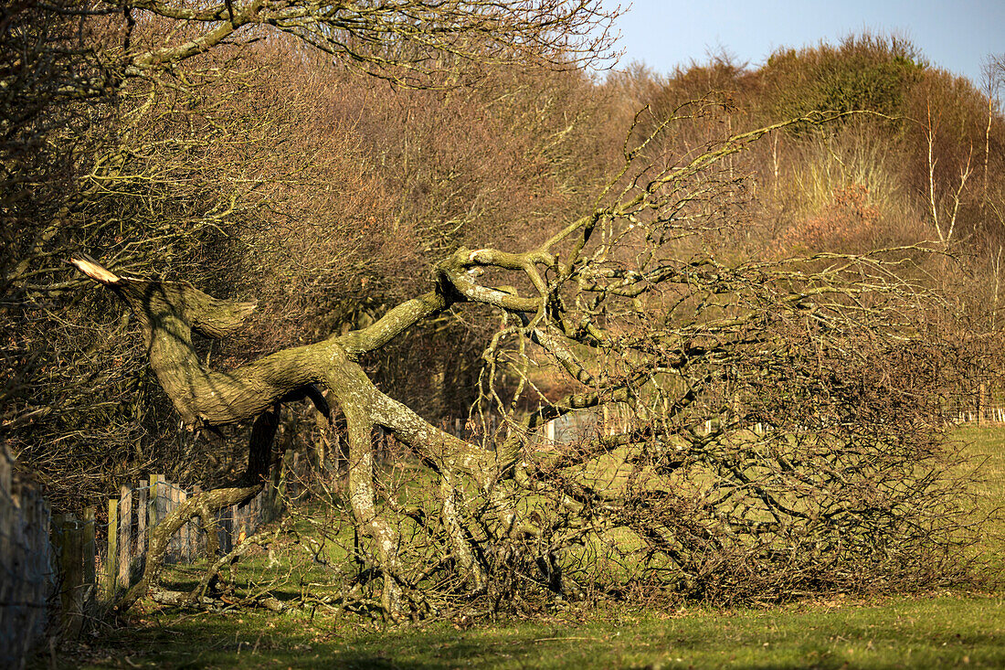 Large broken branch lying in field after storm Arwen 2022