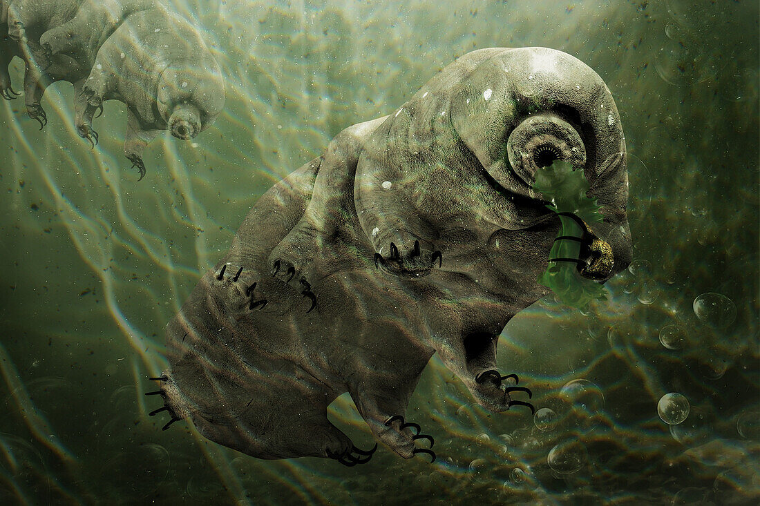 Water bear, illustration