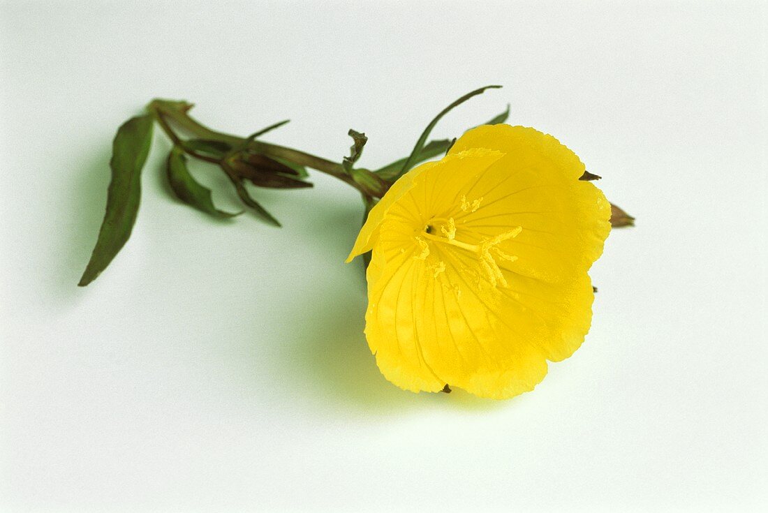Eine Blüte der Nachtkerze (lat. Oenothera)