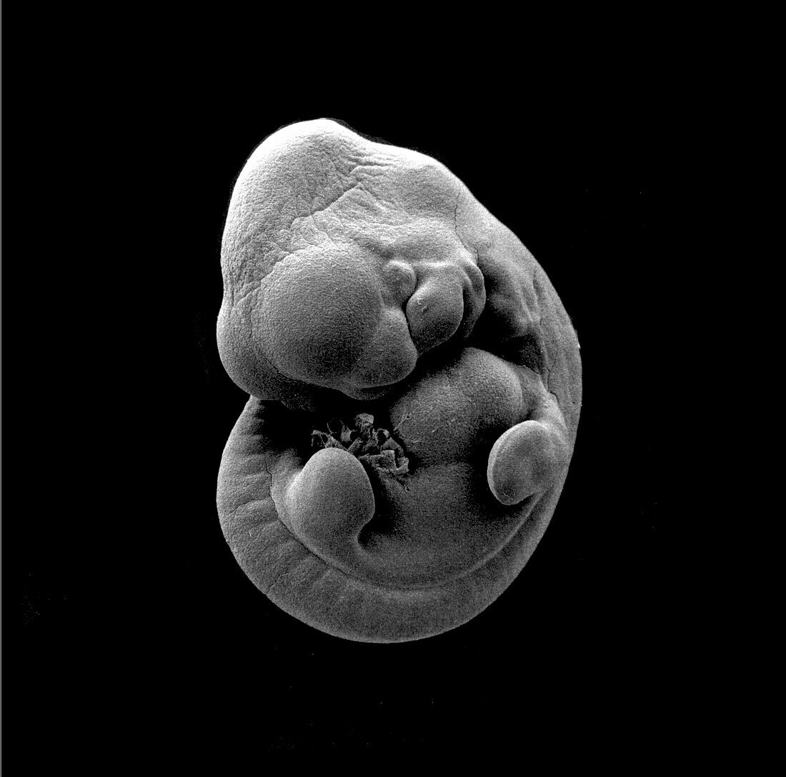 Embryo, SEM