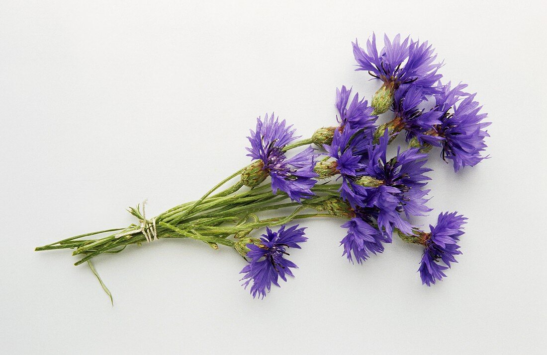 A bunch of cornflowers on white background