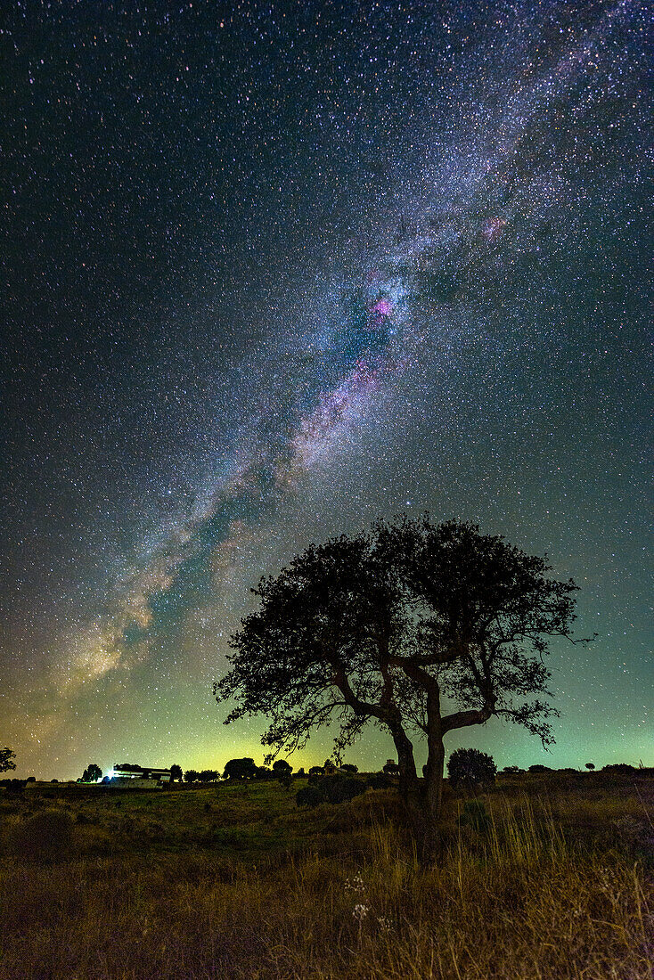 Milky Way over a tree, Portugal