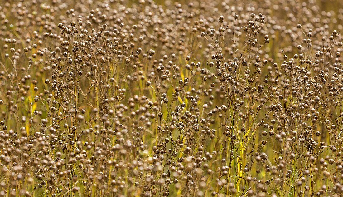 Ripening flax (Linum usitatissimum)