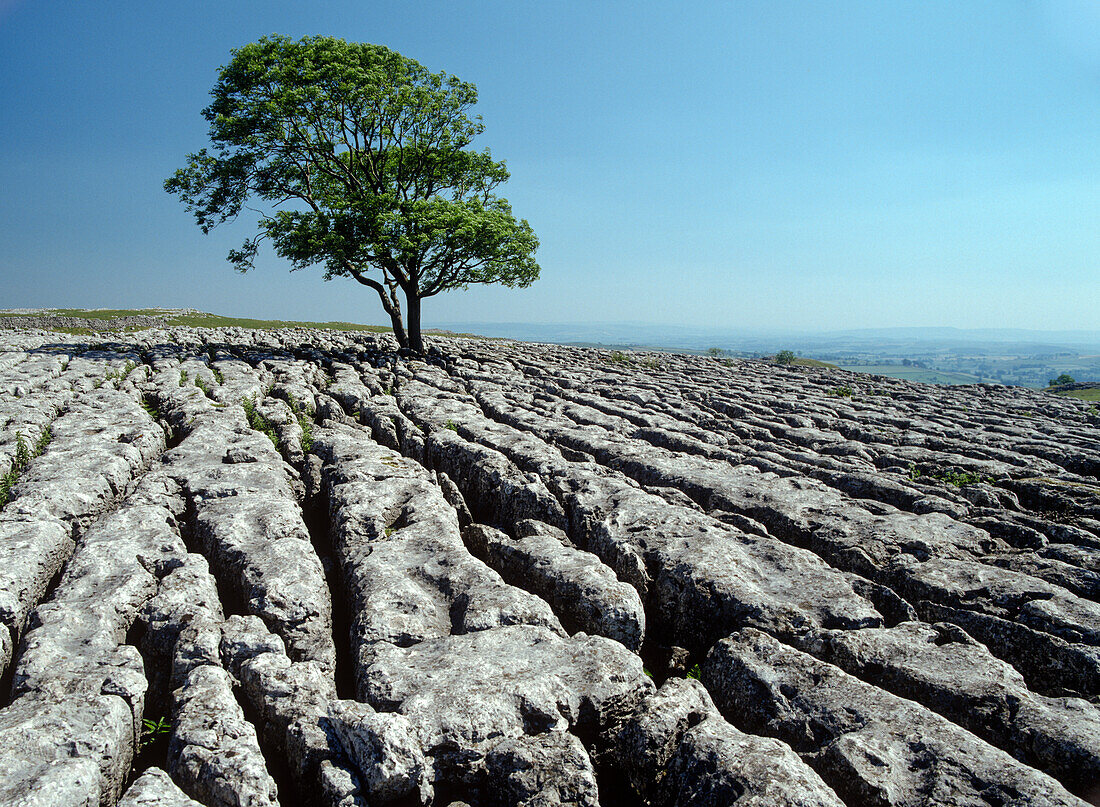 Ash tree (Fraxinus excelsior) growing in limestone pavement
