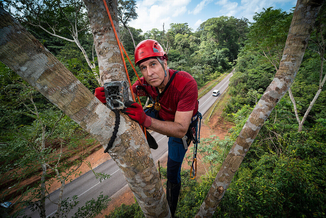 Biologist installing a camera in a Jacaranda copia tree