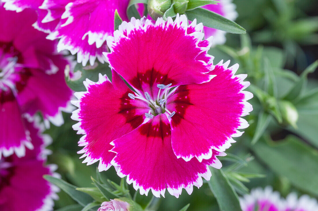 Dianthus barbatus 'Festival Violet Picotee'