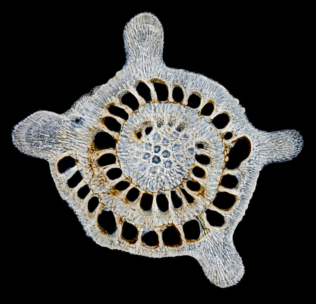 Star sand foraminifera shell, light micrograph