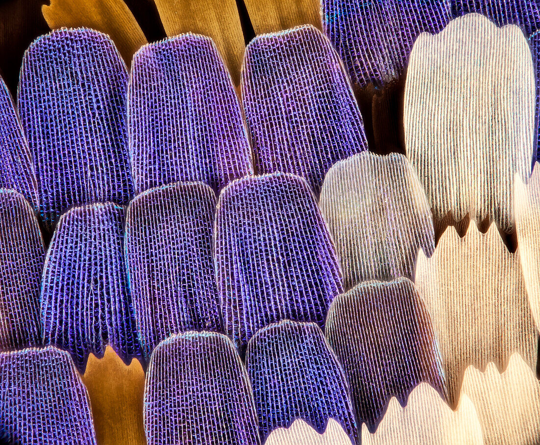 Swallowtail butterfly wing scales, light micrograph