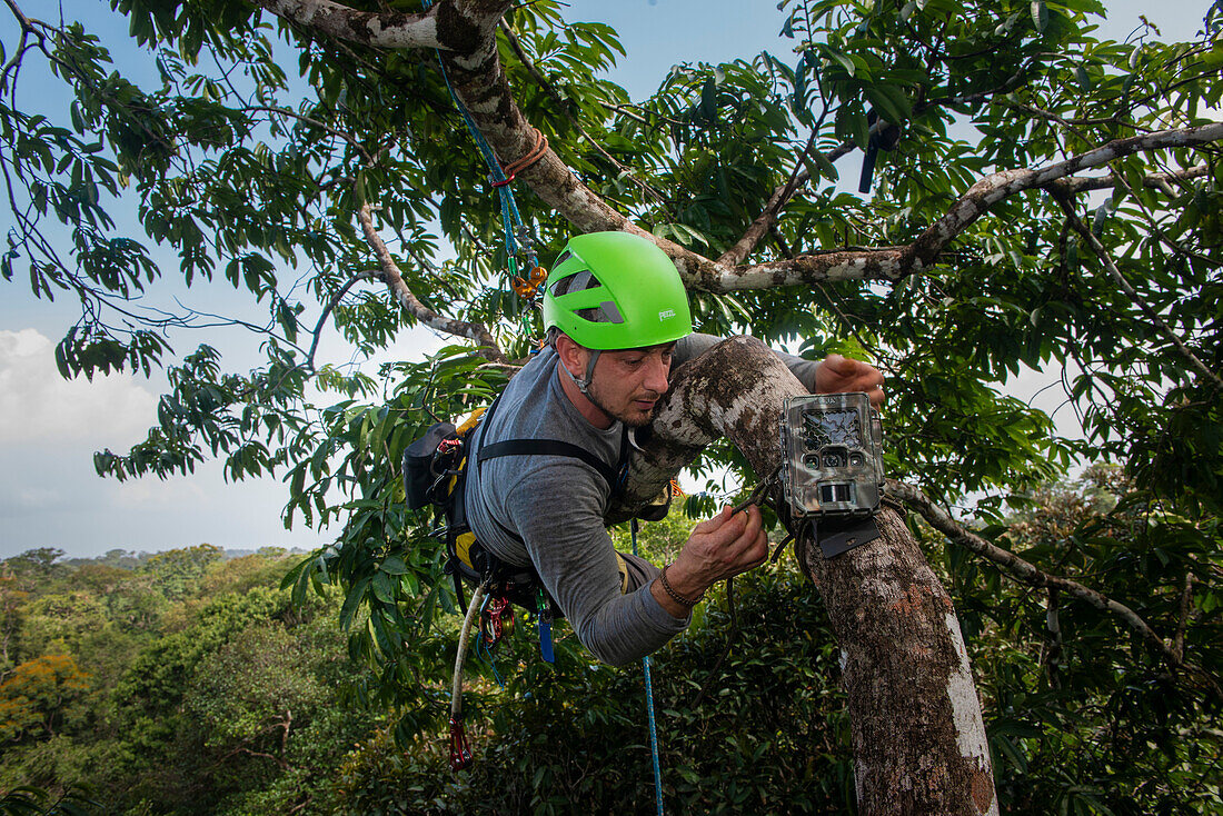 Climber attaching a wildlife camera to the crown of a tree