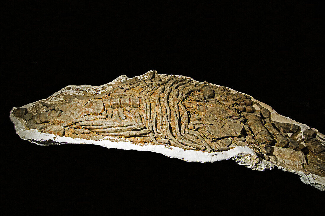 Plesiosaur juvenile