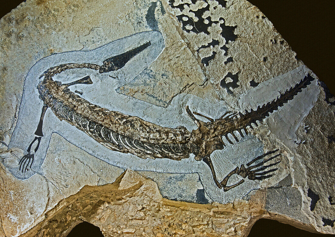 Mesosaurus brasiliensis