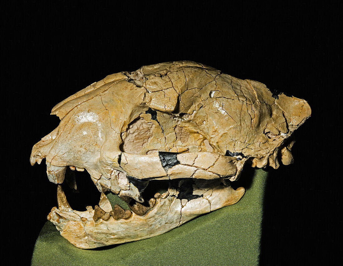 Nimravus brachyops skull