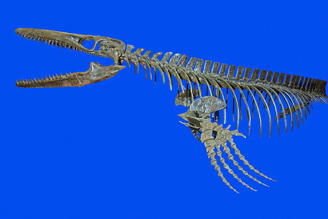 Mosasaurus conodon
