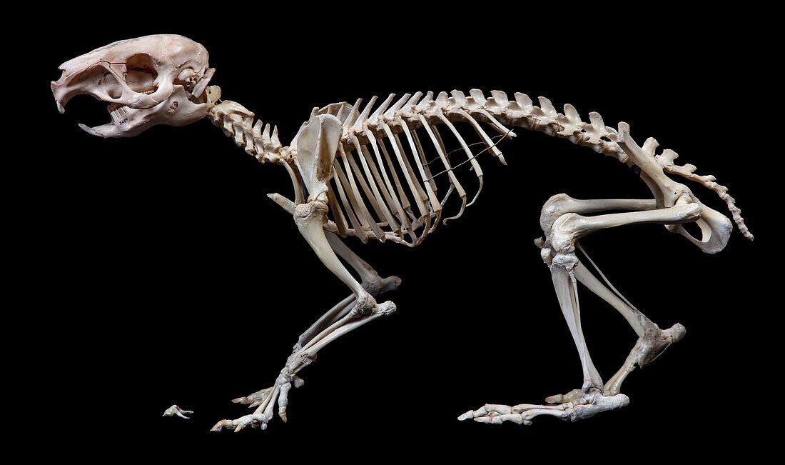 Capybara skeleton