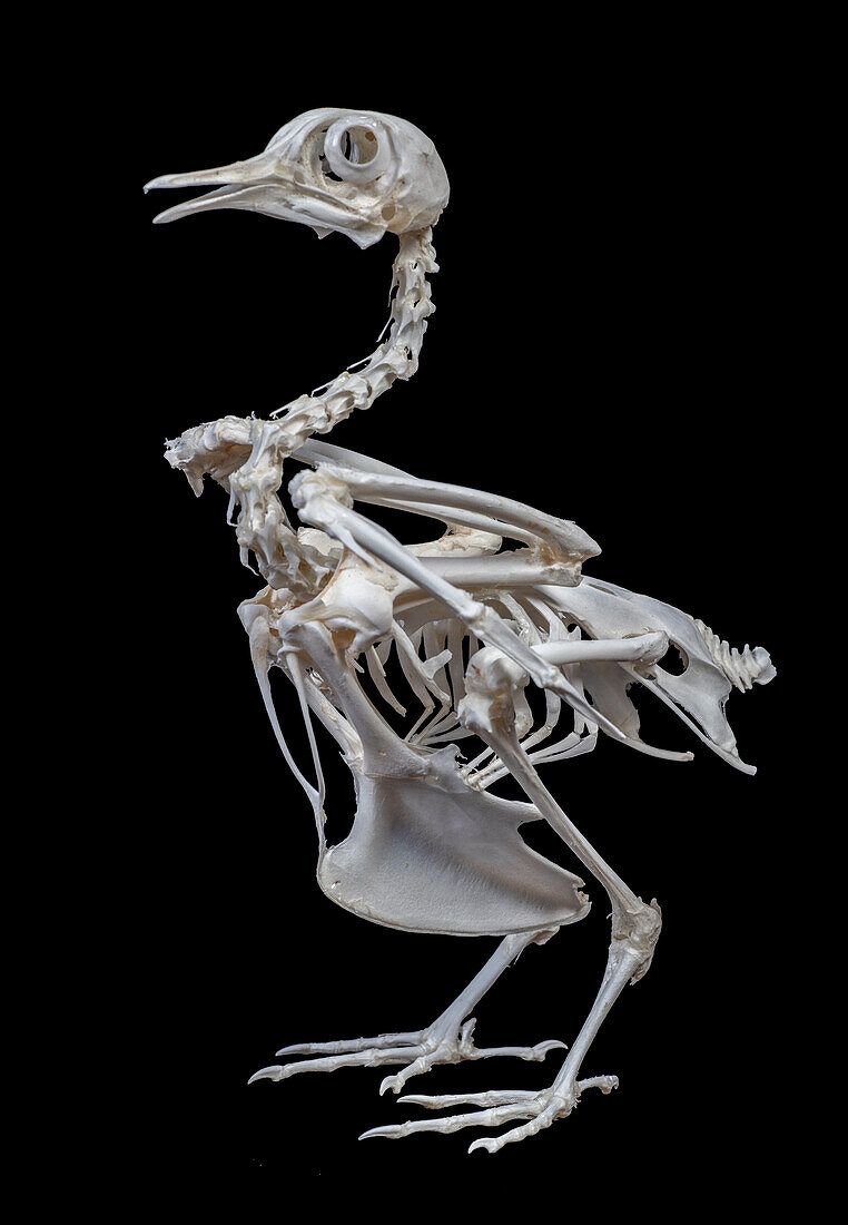 Common rock pigeon skeleton