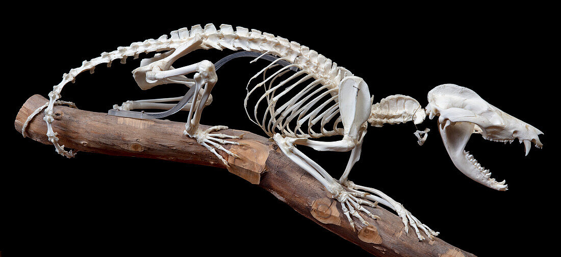 North American opossum skeleton